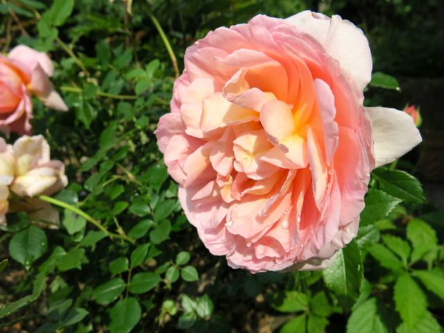 garten03