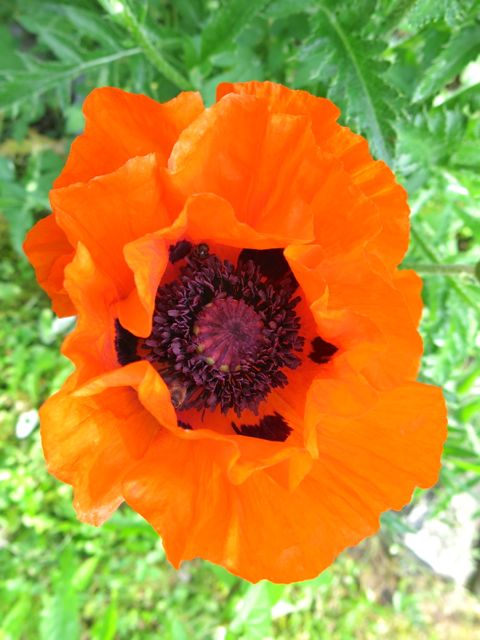 garten04