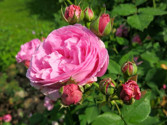 garten06