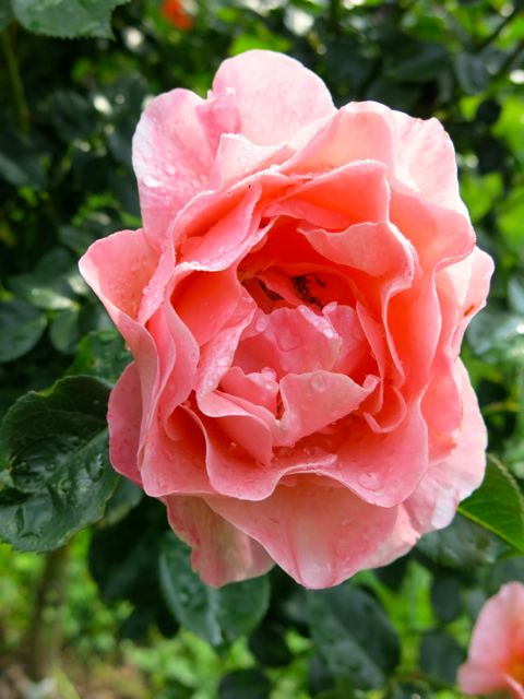 garten07