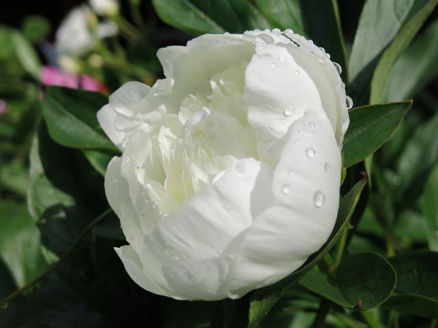 garten08