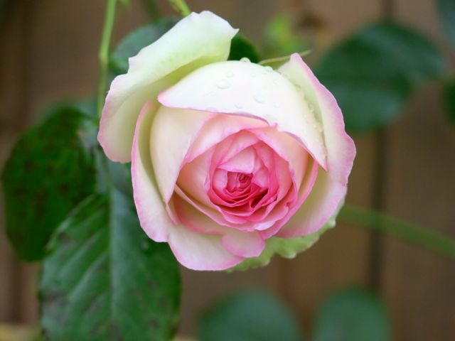 garten10